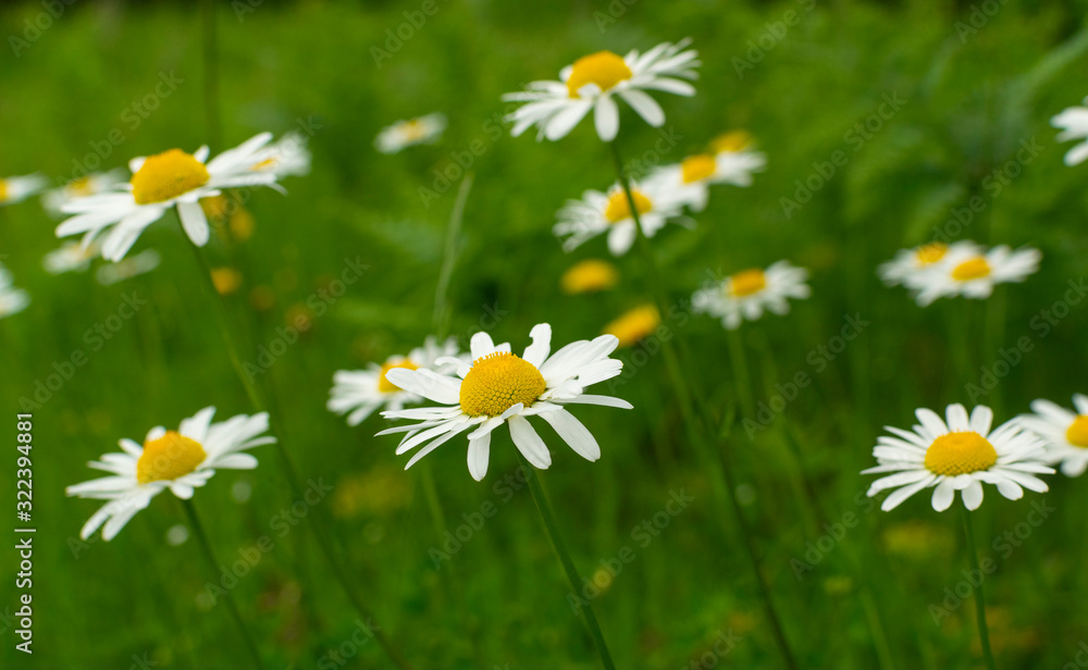 Daisy flowers in green meadow on early spring day