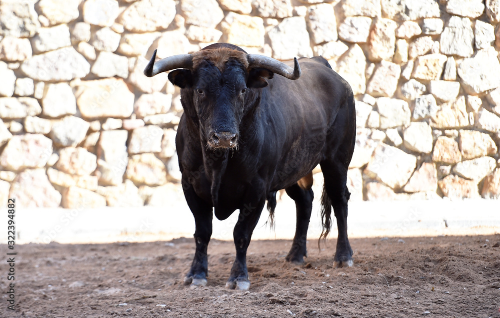 toro bravo español con grandes cuernos toro bravo español con grandes cuernos