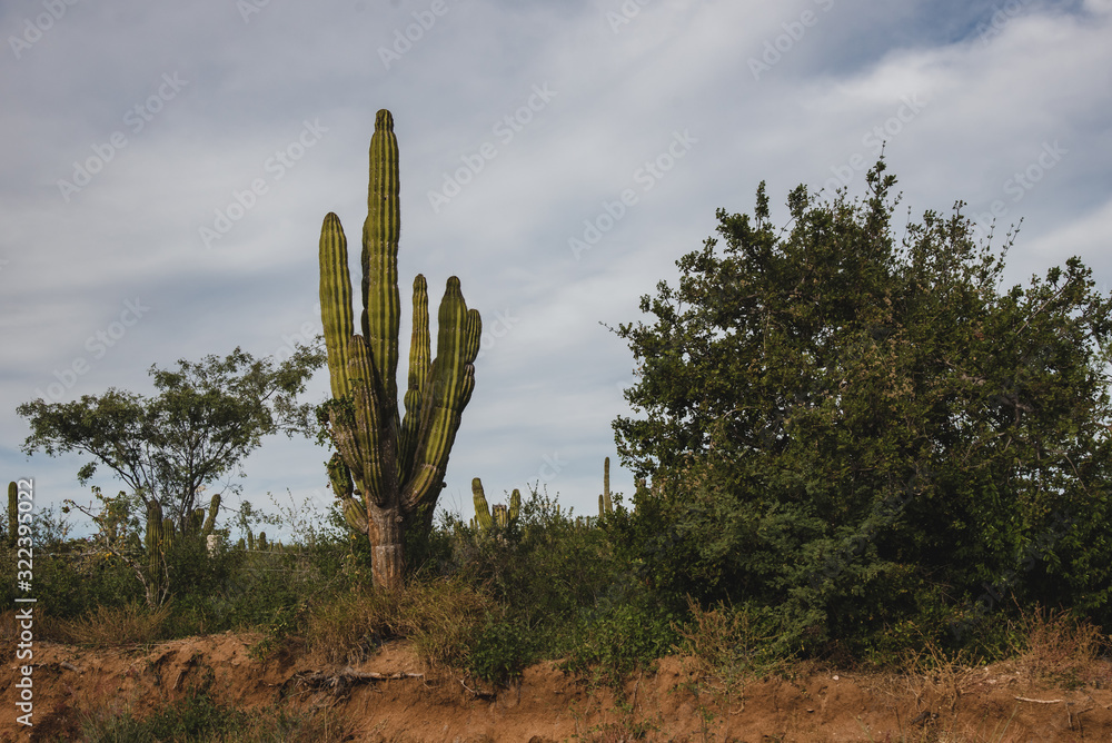 Beautiful View in  Los Cabos Mexico, Cactus Field