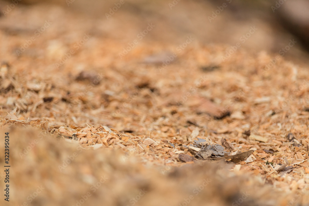 Segatura Segatura