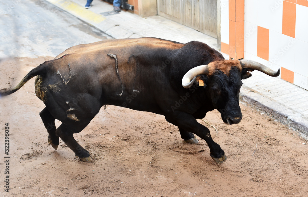 majestuoso toro español