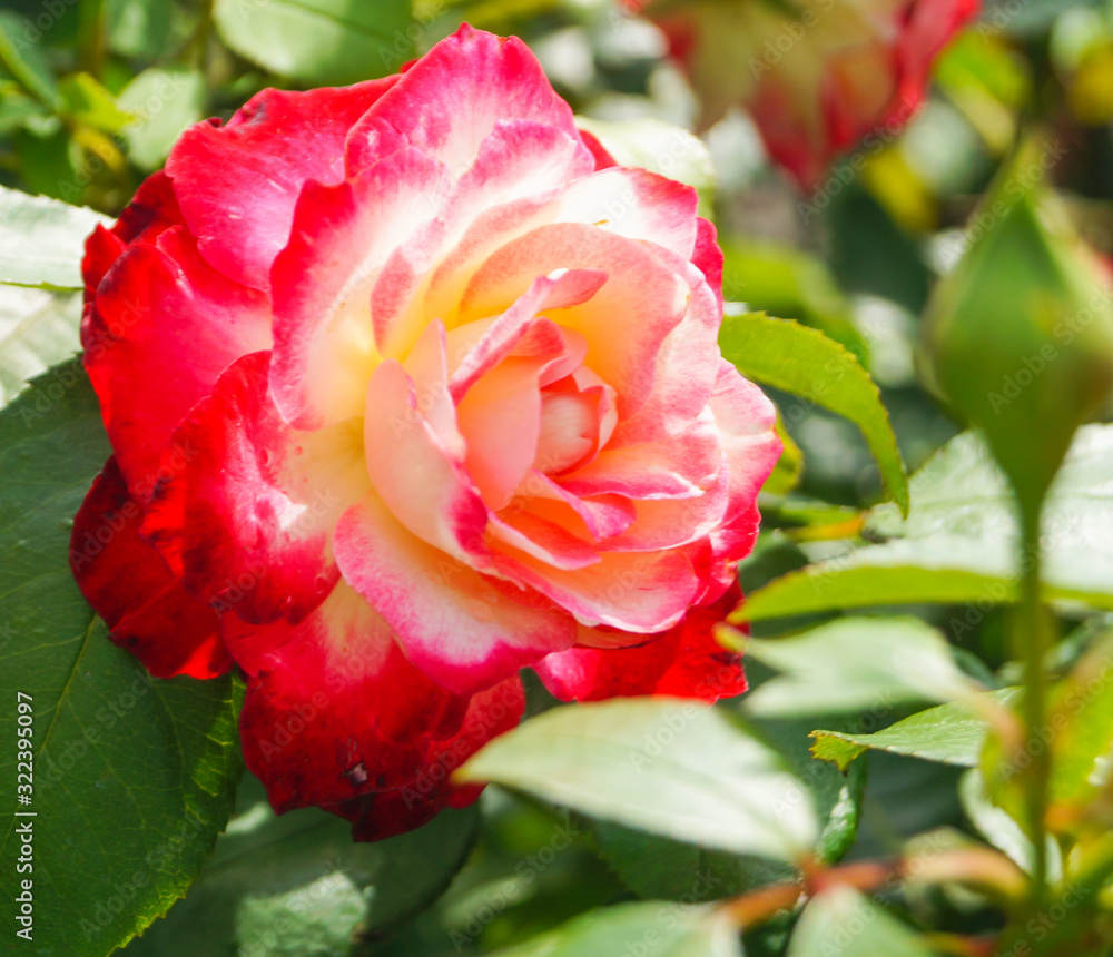bush with red roses in the park in summer day bush with red roses in the park in summer day