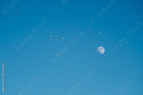 White moon against the blue sky. Full moon in the afternoon. Satellite of the planet earth. Blue skies on a frosty winter day.