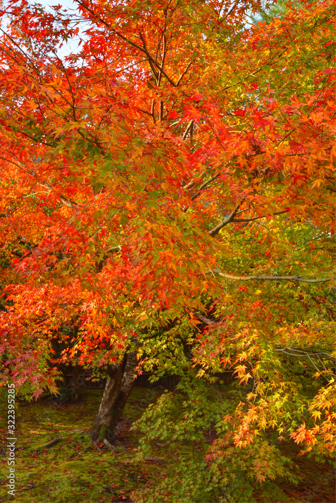 宝厳院の紅葉