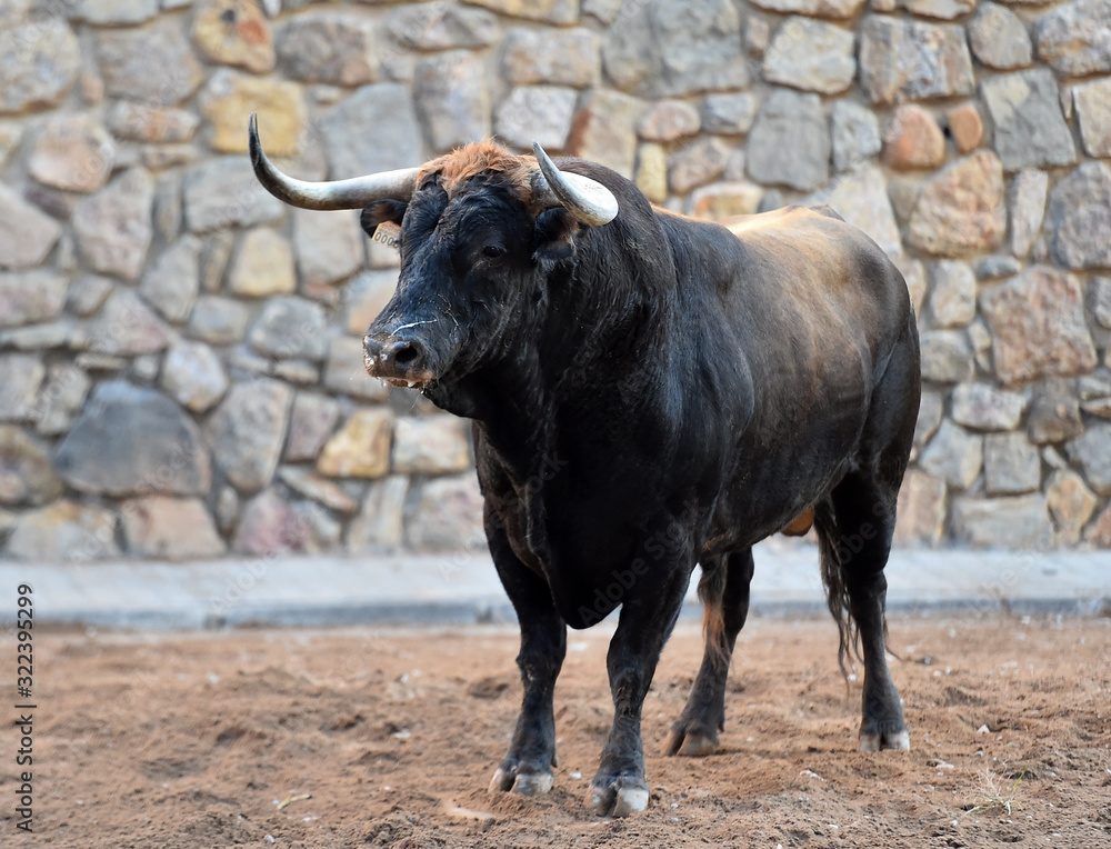 toro con grandes cuernos toro con grandes cuernos