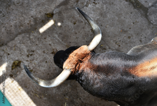 a spanish strong bull on spain photo