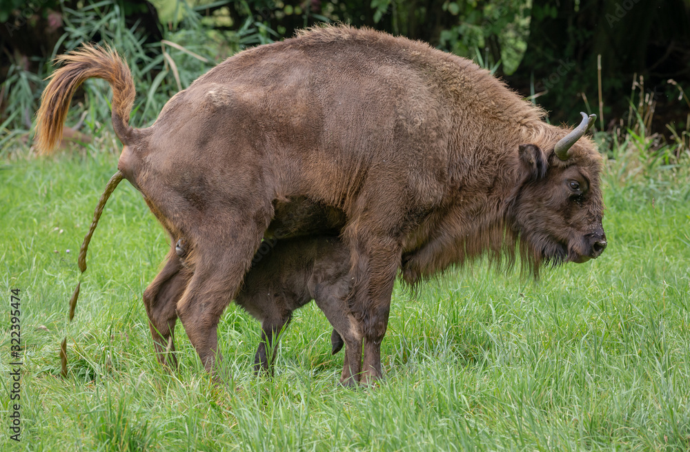 Fototapeta premium European Bison Wisent Bovinea Animal