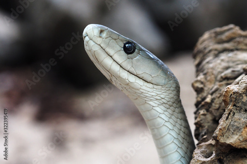 Obraz na plátně Schwarze Mamba