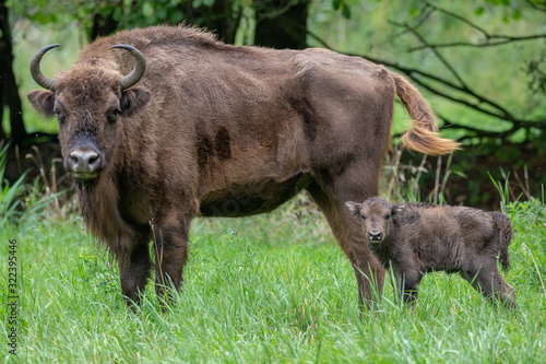 European Bison Wisent Bovinea Animal