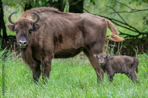 Fotografie European Bison Wisent Bovinea Animal