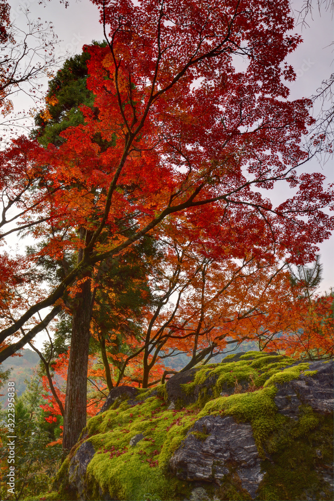 宝厳院の紅葉