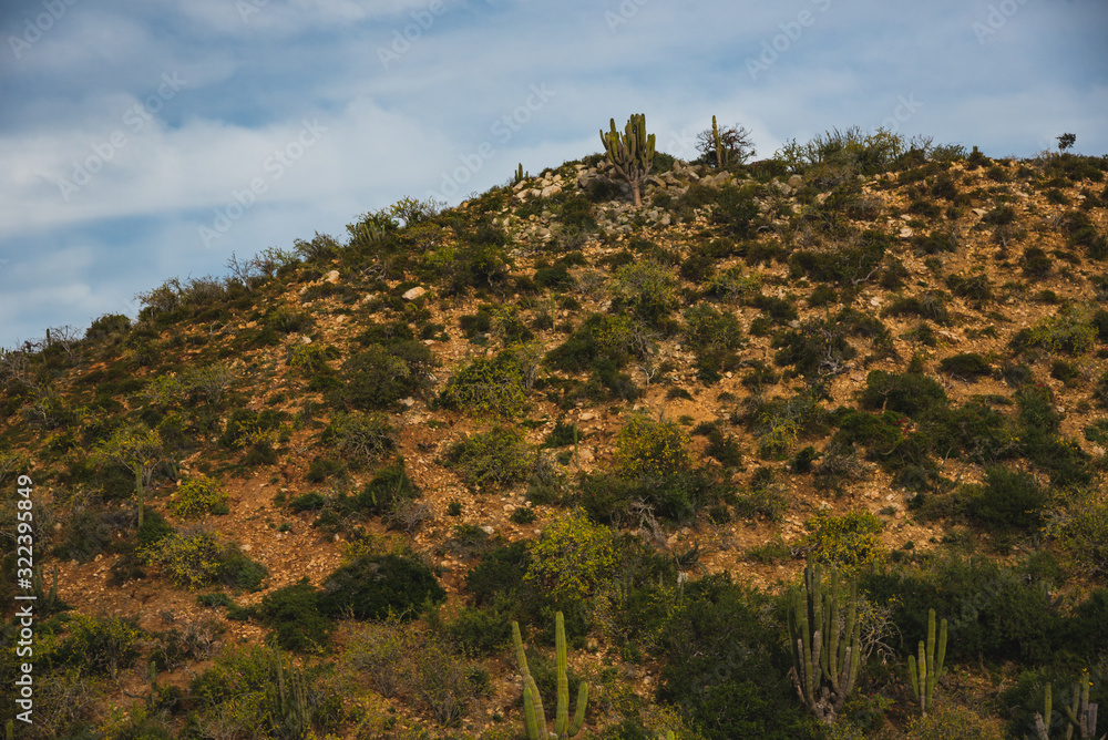 Beautiful Landscape Photograph View,  Los Cabos Mexico