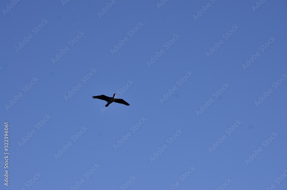 seagull flying in the blue sky