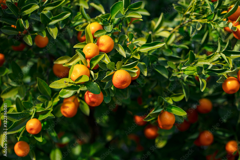 A green twig also called Kumquat golden orange, young orange Fortunella fruit called golden tangerine, fairly cold-resistant citrus with slow-growing evergreen shrubs. A green twig also called Kumquat golden orange, young orange Fortunella fruit called golden tangerine, fairly cold-resistant citrus with slow-growing evergreen shrubs.