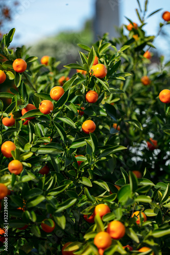 A green twig also called Kumquat golden orange, young orange Fortunella fruit called golden tangerine, fairly cold-resistant citrus with slow-growing evergreen shrubs.