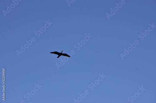 seagull flying in the blue sky © LAMONAMELBA