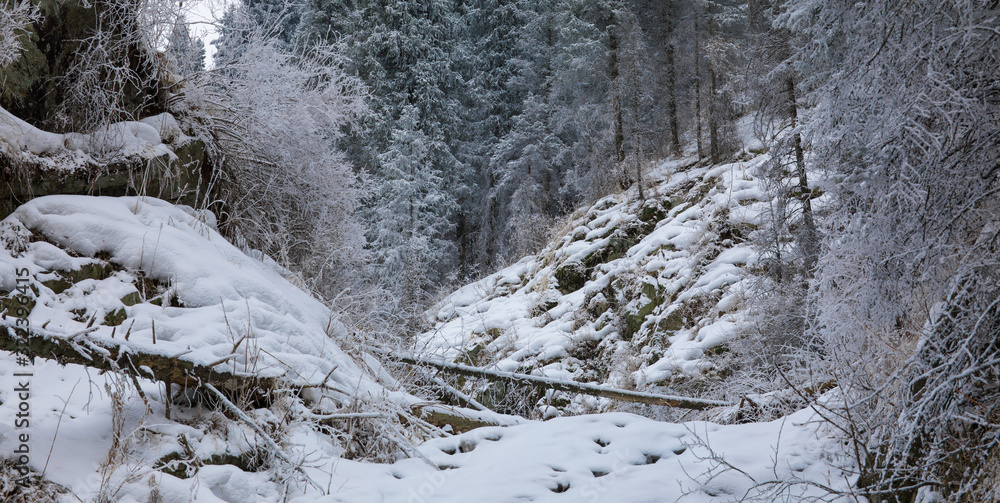 snowy frozen coniferous forest in the mountains in winter snowy frozen coniferous forest in the mountains in winter