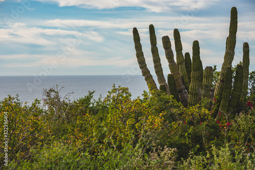 Beautiful View in Los Cabos Mexico, Cactus Field