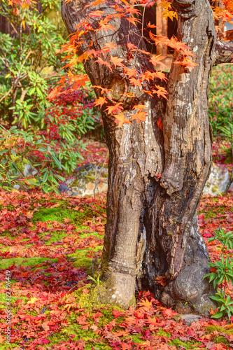 宝厳院の紅葉