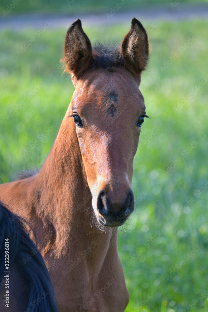 Portrait of a cute bay warmblood filly. Portrait of a cute bay warmblood filly.