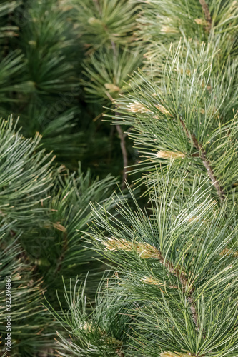 Fluffy pine tree branches
