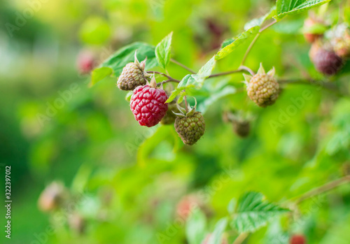 Branch of ripe raspberry in garden