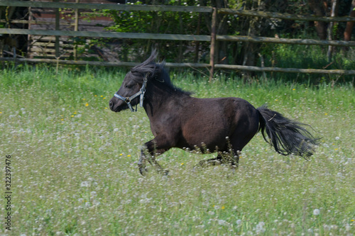 Photo A cute Shetland pony galloping in the meadow.