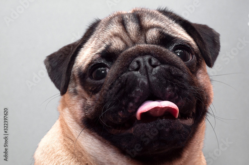 Portrait of beautiful female pug puppy dog with protruding tongue