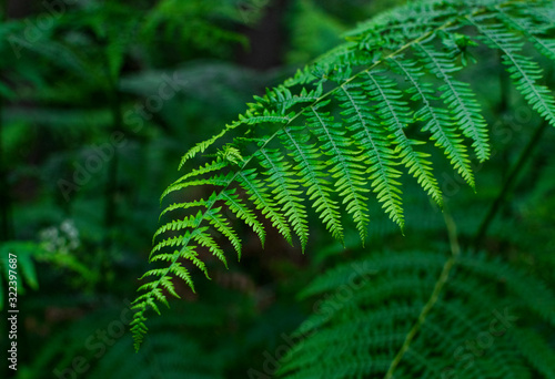 Beautiful green fern leaf deep in forest