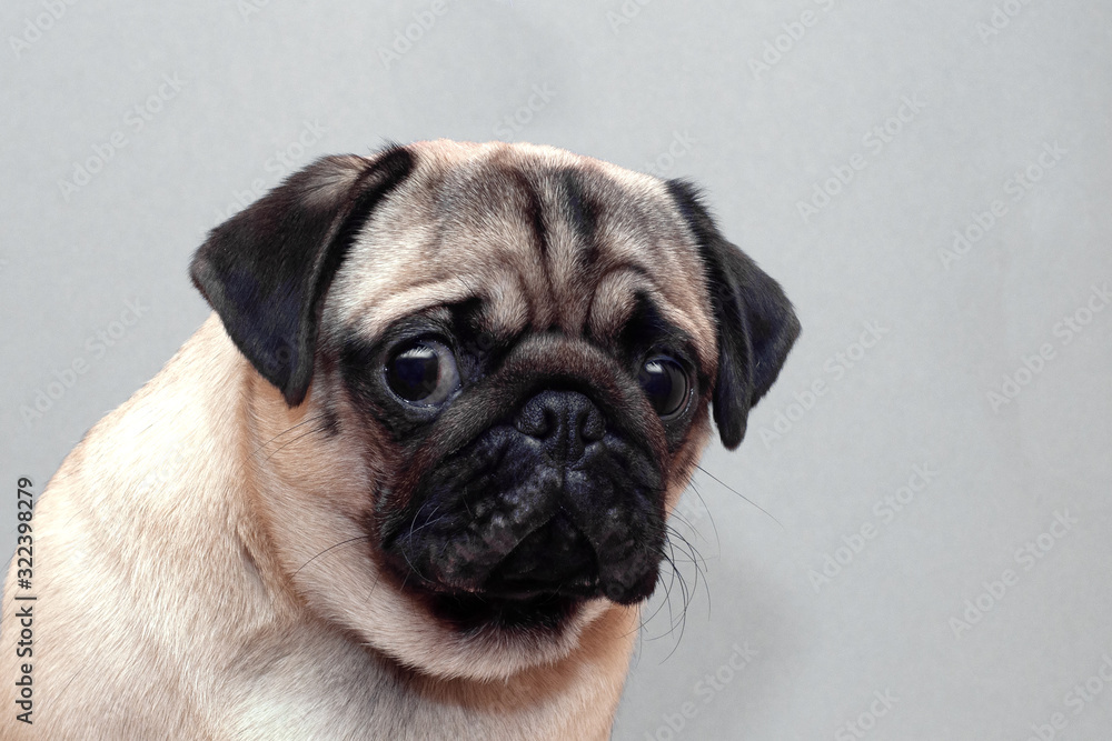 Frightened guilty dog pug looking sad at camera. Frightened guilty dog pug looking sad at camera.