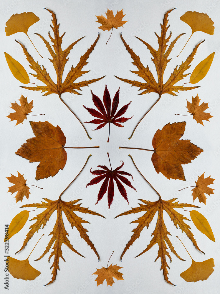 feuilles feuilles
