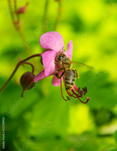 Macro image of hardworking bee on violet flower on sunny day