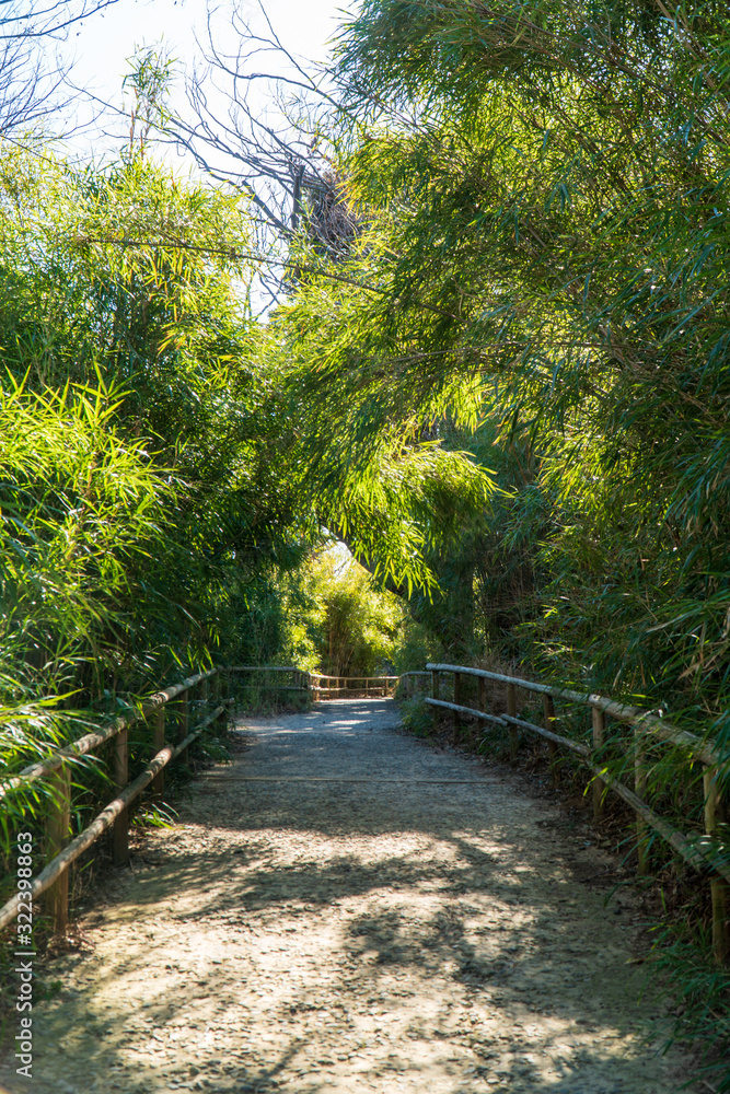 Obraz premium 竹林の通り道