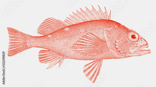 Rosy rockfish sebastes rosaceus, a venomous fish from the eastern pacific ocean in side view photo