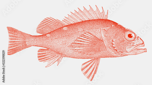 Rosy rockfish sebastes rosaceus, a venomous fish from the eastern pacific ocean in side view