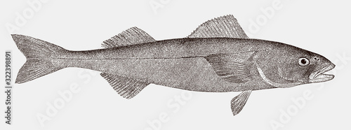 Sablefish anoplopoma fimbria, a highly commercial food fish from the north pacific ocean in side view photo
