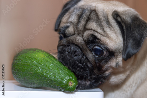 cute dog pug girl chewing avocado. The concept of healthy and healthy food for dogs. photo