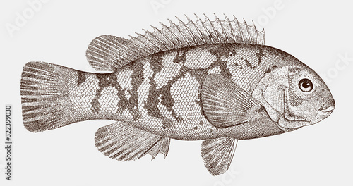 Tautog blackfish tautoga onitis, threatened fish from the Western Atlantic Ocean in side view