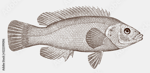 Bergall or cunner, tautogolabrus adspersus, a fish from the western atlantic in side view photo