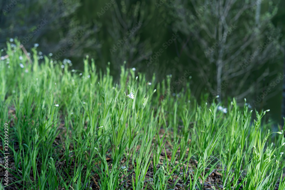 Spring snowdrops flower, glade with forest flowers. Beautiful landscape Spring snowdrops flower, glade with forest flowers. Beautiful landscape