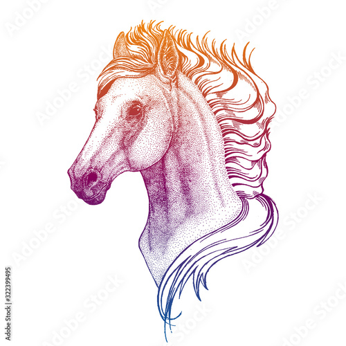 Portrait of horse. Vector animal head. Symbol of sport cometition, farm, exhibition.