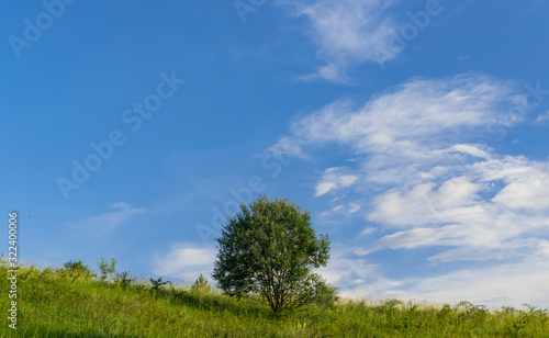 Small lonely tree on meadow on top of the hill
