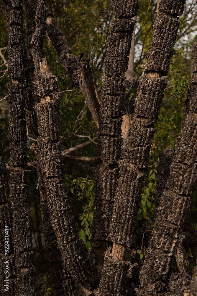 Dry Cactus Vertical Photograph, Mexico Dry Cactus Vertical Photograph, Mexico