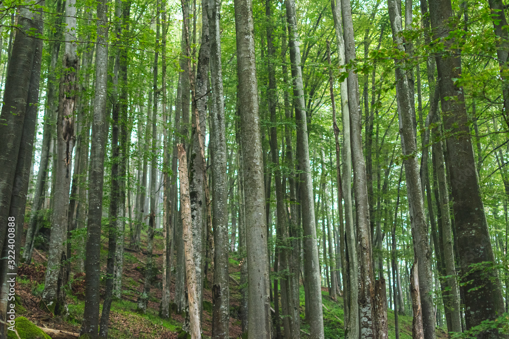 Large group of upright beech trees in mountain forest Large group of upright beech trees in mountain forest