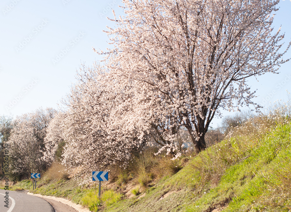 Almond trees all in bloom grow along the road Almond trees all in bloom grow along the road