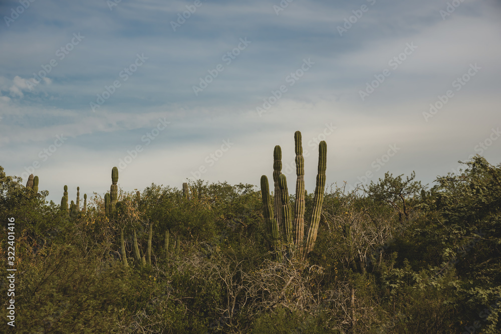 Scenic Close up of cactus on a Mexican highway