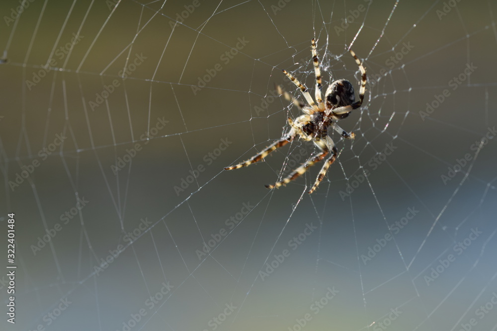 Die Spinne hat ihre klebrigen Seidenfäden gespannt und wartet nun ab.