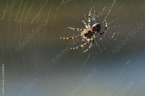 Spinne wartet, bis sich ein Insekt in ihrem Netz verfängt