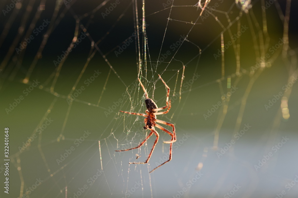 Orange/Braune Webspinne wartet auf Beute Orange/Braune Webspinne wartet auf Beute
