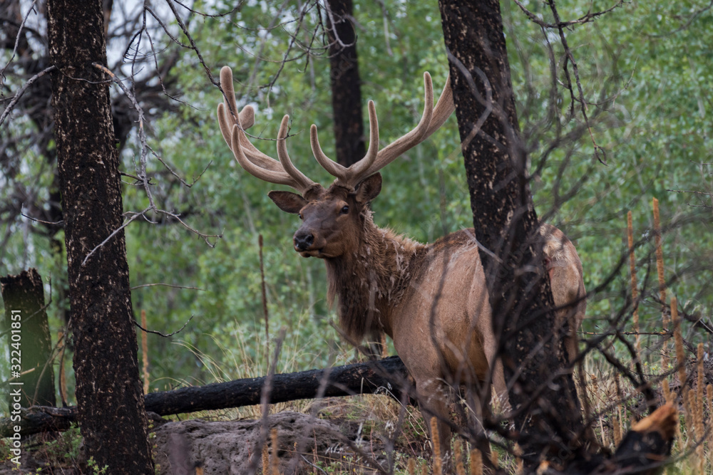 Big bull elk in deep timber sporting velvet antlers in summer Big bull elk in deep timber sporting velvet antlers in summer